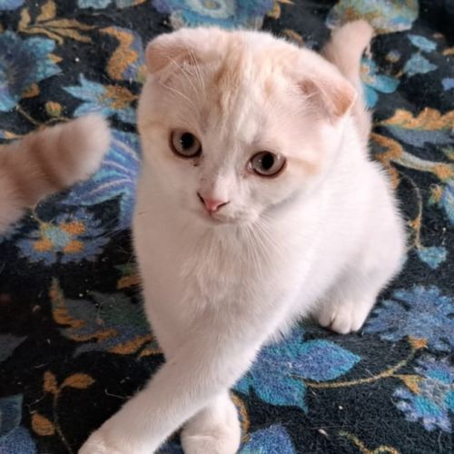 Alaska scottish fold #0