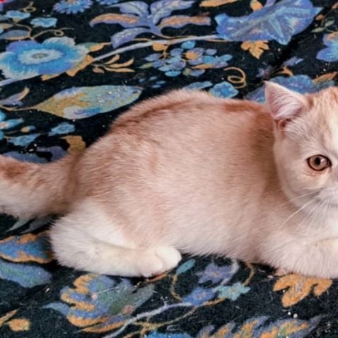 Autawa scottish straight #0