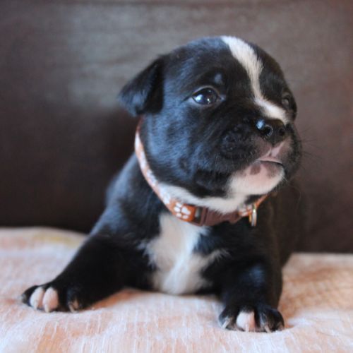Chiot staffie lof à réserver