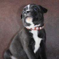 Chiots staffie lof à réserver #1