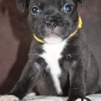 Chiots staffie lof à réserver