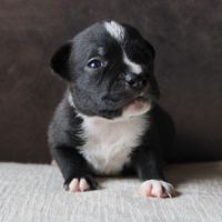 Chiot staffie lof à réserver