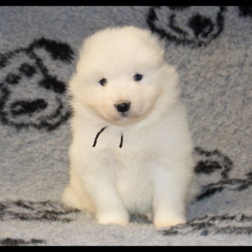 A réserver chiots samoyede lof