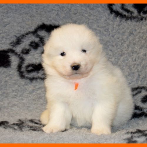 A réserver chiots samoyede lof #2