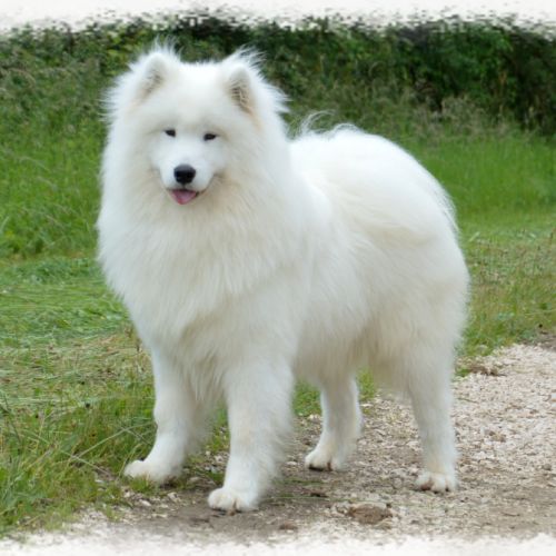 A réserver chiots samoyede lof #4