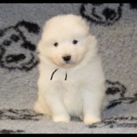 A réserver chiots samoyede lof #0