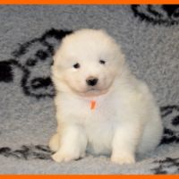 A réserver chiots samoyede lof #2