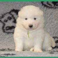 A réserver chiots samoyede lof #3