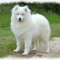 A réserver chiots samoyede lof #4