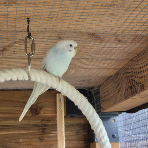 Perruches ondulées #1