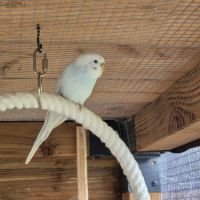 Perruches ondulées #1