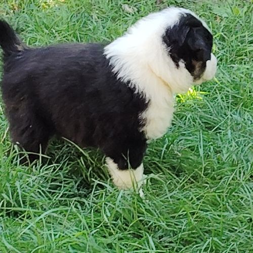 Chiots berger australien noir tricolore yeux bleus #3