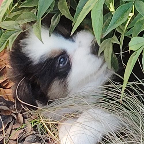 Chiots berger australien noir tricolore yeux bleus
