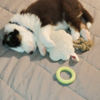 Chiots berger australien noir tricolore yeux bleus #1