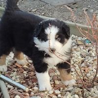 Chiots berger australien noir tricolore yeux bleus #2