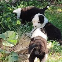 Chiots berger australien noir tricolore yeux bleus #4