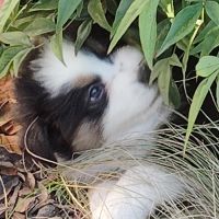 Chiots berger australien noir tricolore yeux bleus