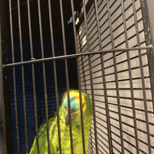 Vend amazone à front bleu #1