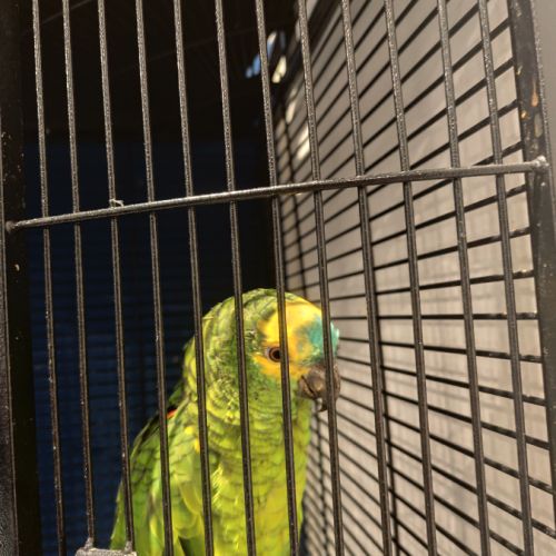 Vend amazone à front bleu #2