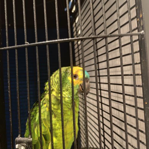 Vend amazone à front bleu