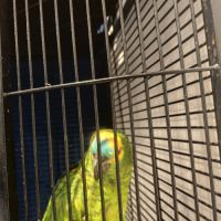 Vend amazone à front bleu #1