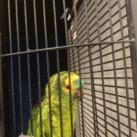 Vend amazone à front bleu #2