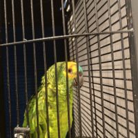 Vend amazone à front bleu