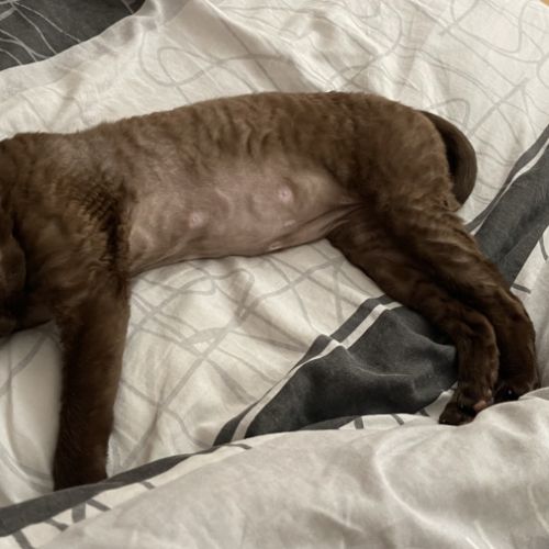 Saillie chatte devon rex femelle chocolat loof #3