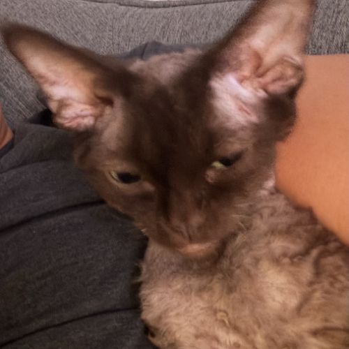 Saillie chatte devon rex femelle chocolat loof #4