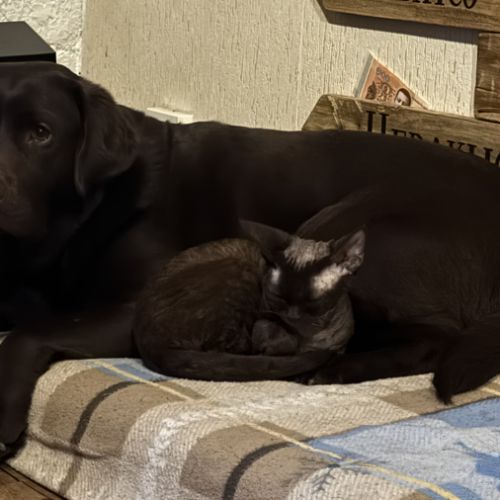 Saillie chatte devon rex femelle chocolat loof #5