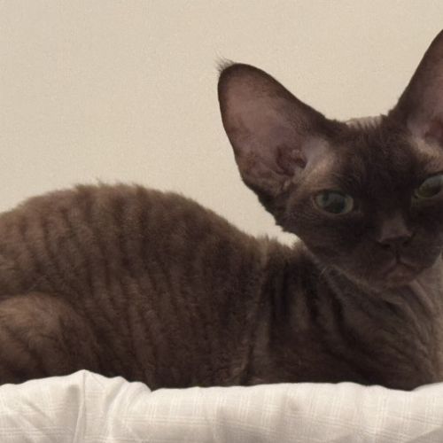 Saillie chatte devon rex femelle chocolat loof #8