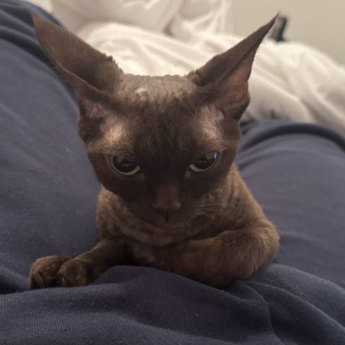Saillie chatte devon rex femelle chocolat loof #9
