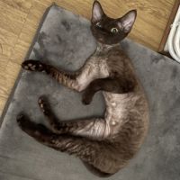 Saillie chatte devon rex femelle chocolat loof #1