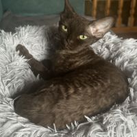 Saillie chatte devon rex femelle chocolat loof #2