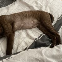 Saillie chatte devon rex femelle chocolat loof #3