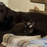 Saillie chatte devon rex femelle chocolat loof #5