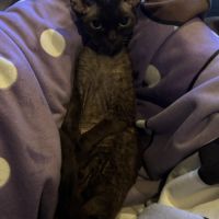 Saillie chatte devon rex femelle chocolat loof #6