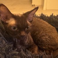 Saillie chatte devon rex femelle chocolat loof #7
