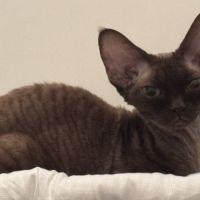 Saillie chatte devon rex femelle chocolat loof #8
