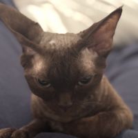 Saillie chatte devon rex femelle chocolat loof #0