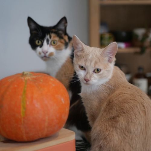 Nougatine et guimauve, duo à l'adoption