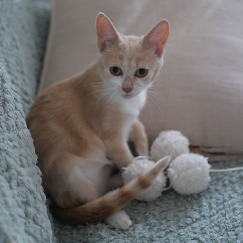 Nougatine et guimauve, duo à l'adoption #4