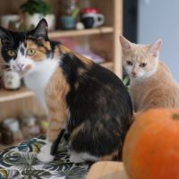 Nougatine et guimauve, duo à l'adoption #2