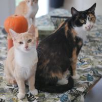 Nougatine et guimauve, duo à l'adoption #3