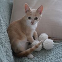 Nougatine et guimauve, duo à l'adoption #4