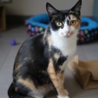 Nougatine et guimauve, duo à l'adoption #5