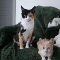 Nougatine et guimauve, duo à l'adoption #6