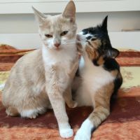 Nougatine et guimauve, duo à l'adoption