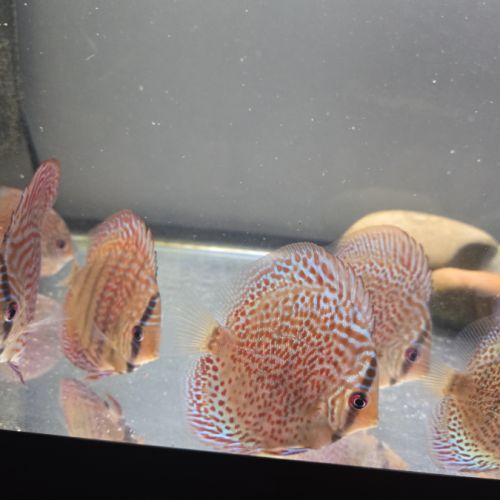 Discus turquoise rouge #2