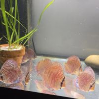 Discus turquoise rouge #0